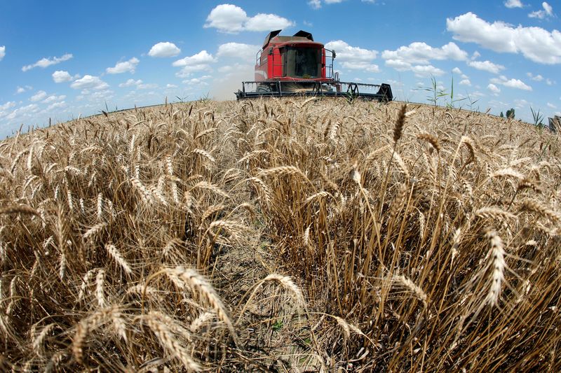 &copy; Reuters. Colheita de trigo em Orezu, Romênia
22/06/2022
REUTERS/Bogdan Cristel/File Photo