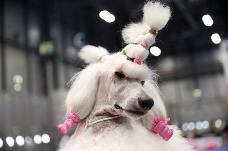 &copy; Reuters. Un perro Caniche Estándar en la Exposición Mundial Canina 2022, donde se espera que asistan más de 15000 perros de todo el mundo, en el centro de conferencias IFEMA en Madrid, España el 23 de junio de 2022. REUTERS/Isabel Infantes 