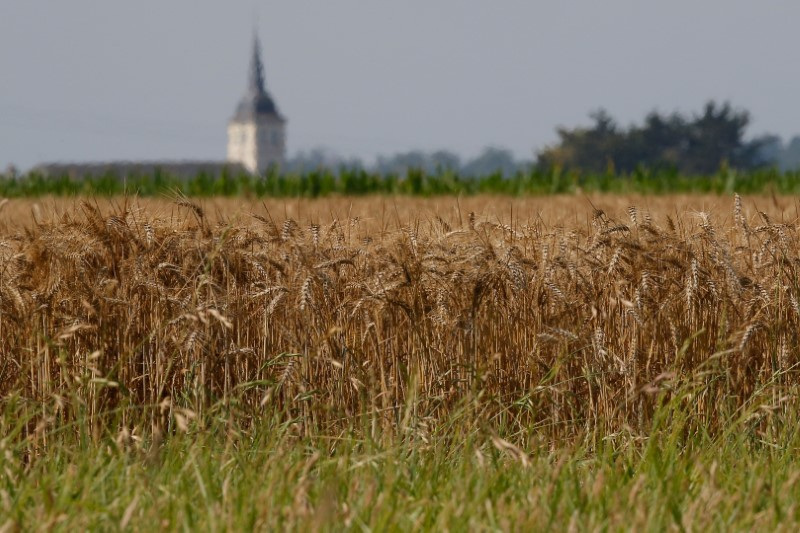 Colheita de trigo começa cedo na França após onda de calor