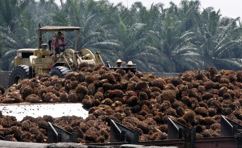 &copy; Reuters. Frutos de palma preparados para processamento
9/04/2008
REUTERS/Bazuki Muhammad  