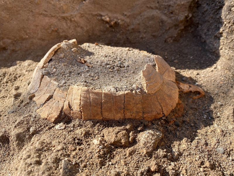 © Reuters. Una tortuga es encontrada en Pompeya, Italia, en esta foto sin fecha obtenida por Reuters el 24 de junio del 2022. Parco Archeologico Pompei/Handout via REUTERS 