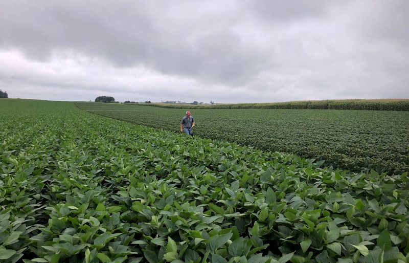 © Reuters. FILE PHOTO: Soybean fields are inspected as part of University of Wisconsin research trial into whether the weed killer dicamba drifted away from where it was sprayed in Arlington, Wisconsin, U.S., August 2, 2018. REUTERS/Tom Polansek/File Photo