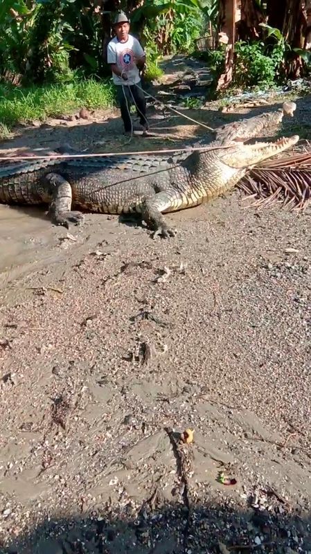 &copy; Reuters. القروي عثمان وهو يحاول اصطياد تمساح طوله أربعة أمتار في بوتون بإندونيسيا يوم 25 يونيو حزيران 2022 في صورة مأخوذة من مقطع فيديو نشر على وسائل ال