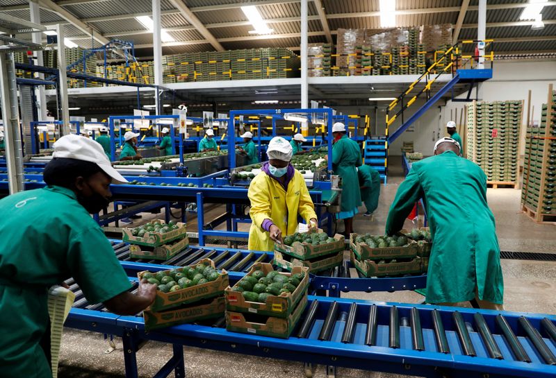 &copy; Reuters. Employees examine avocados at the Kakuzi pack house in Makuyu, Kenya, May 11, 2022. Picture taken May 11, 2022. REUTERS/Baz Ratner