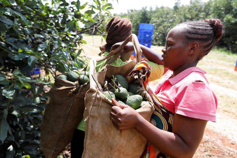 © Reuters. FILE PHOTO: An employee picks avocados at the Kakuzi plantation in Makuyu, Kenya, May 11, 2022. REUTERS/Baz Ratner