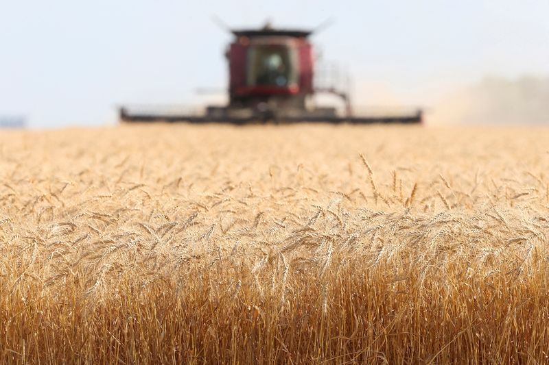 &copy; Reuters. FILE PHOTO: Spring wheat is harvested on a farm near Beausejour, Manitoba, Canada August 20, 2020.  REUTERS/Shannon VanRaes/File Photo