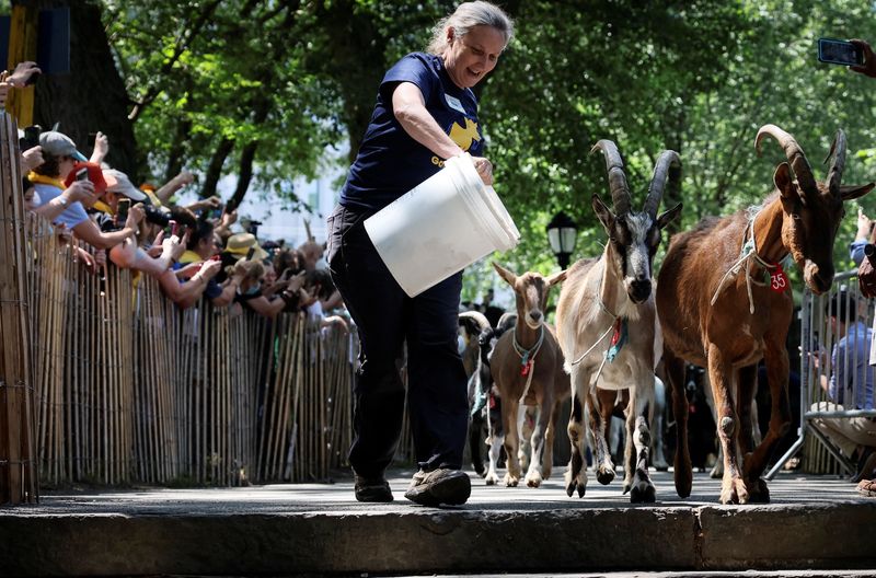 &copy; Reuters. A handler leads goats from Green Goats farm in Rhinebeck, New York, as they are released into Riverside Park to eat invasive plants in Manhattan, New York City, U.S. June 29, 2022. REUTERS/Mike Segar