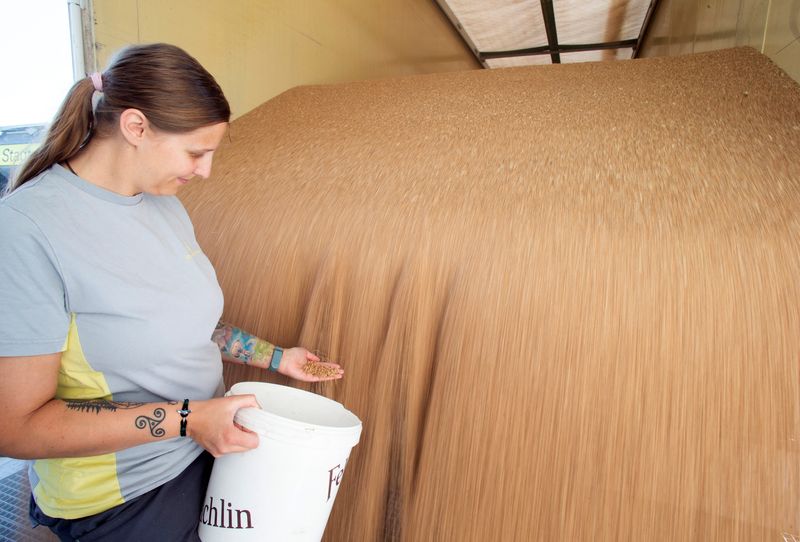 © Reuters. Nadia Zbinden, head of grain silos, takes samples as a truck delivers wheat to a warehouse of Stadtmuehle Schenk AG mill, which also stores emergency grain reserves as a contractor to the Swiss Federal Agency for National Economic Supply (Reserve Suisse) in Ostermundigen, Switzerland June 29, 2022. REUTERS/Arnd Wiegmann