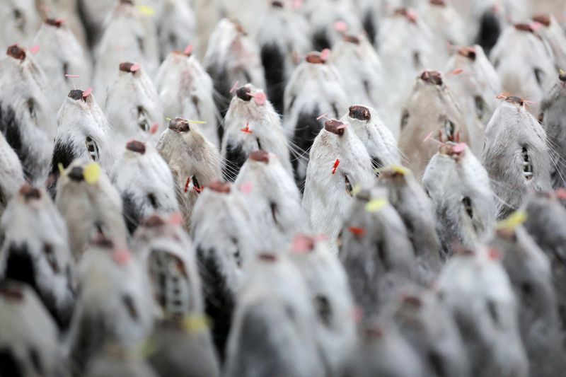 &copy; Reuters. FILE PHOTO: Mink pelts are seen stacked at Danpels, a mink pelting company, during the outbreak of the coronavirus disease (COVID-19) in Aars, Jutland, Denmark, December 11, 2020. REUTERS/Andrew Kelly