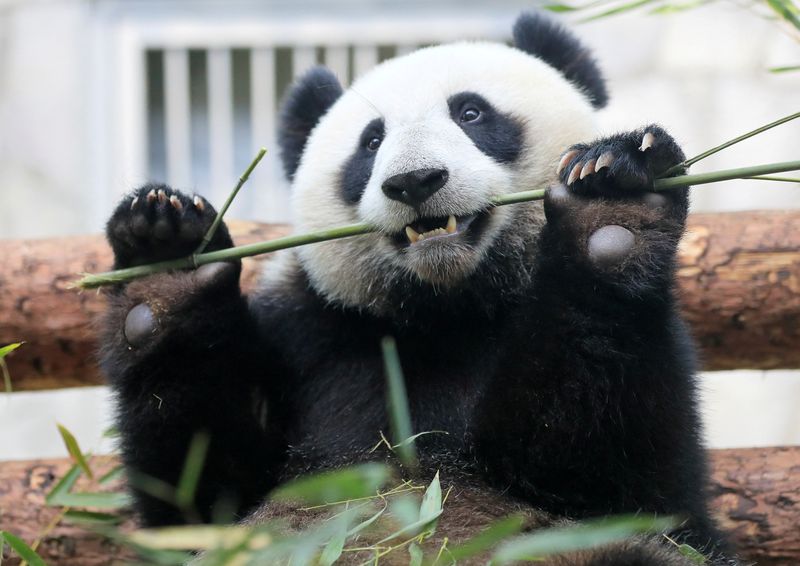 &copy; Reuters. Imagen de archivo de un panda gigante comiendo bambú dentro de un recinto en el Zoológico de Moscú en un caluroso día de verano en Moscú, Rusia. 7 de junio, 2019. REUTERS/Tatyana Makeyeva/Archivo