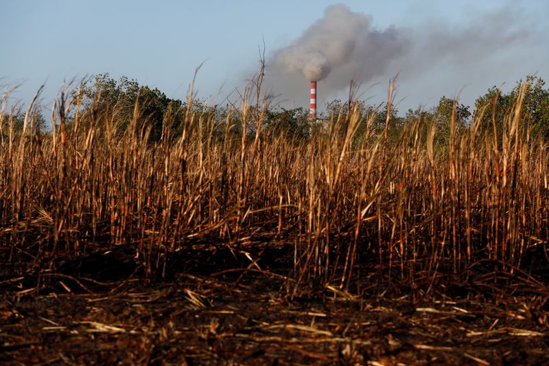 © Reuters. Plantação de cana-de-açúcar
25/02/2022
REUTERS/Amanda Perobelli