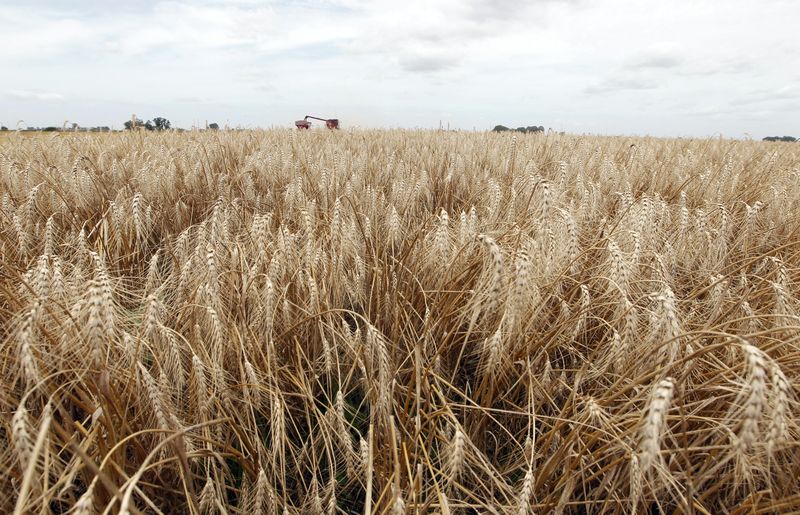 &copy; Reuters. Plantação de trigo em General Belgrano, próximo a Buenos Aires, Argentina
18/12/2012
REUTERS/Enrique Marcarian