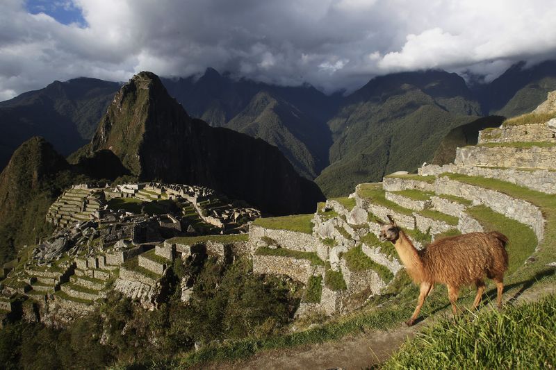 &copy; Reuters. IMAGEN DE ARCHIVO. Una llama se ve cerca de la ciudadela Inca de Machu Pichu, en Cusco, Perú, Diciembre 2, 2014. REUTERS/Enrique Castro-Mendivil 