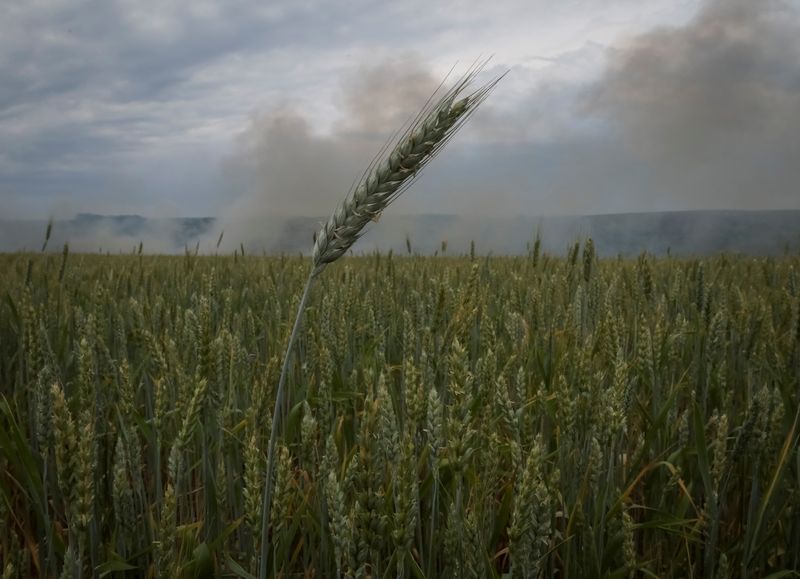 &copy; Reuters. FILE PHOTO: Smoke rises in the sky after shelling near a winter wheat field, amid Russia's attack on Ukraine, near the town of Bakhmut, in Donetsk region, Ukraine June 18, 2022. REUTERS/Gleb Garanich