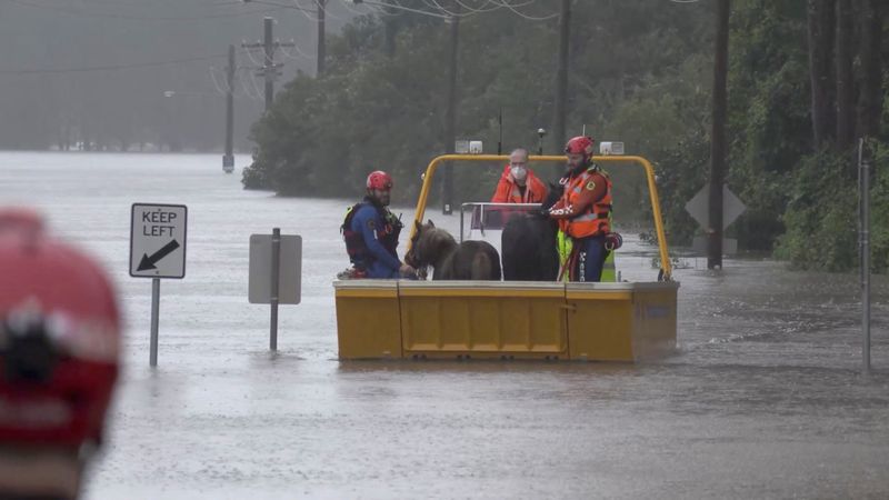 &copy; Reuters. Trabajadores de los servicios de emergencias rescatan a dos ponis en un área inundada de Milperra, en el área metropolitana de Sídney, Australia, el 3 de julio de 2022, en esta imagen obtenida de un vídeo cedido a Reuters. Servicio Estatal de Emergenc