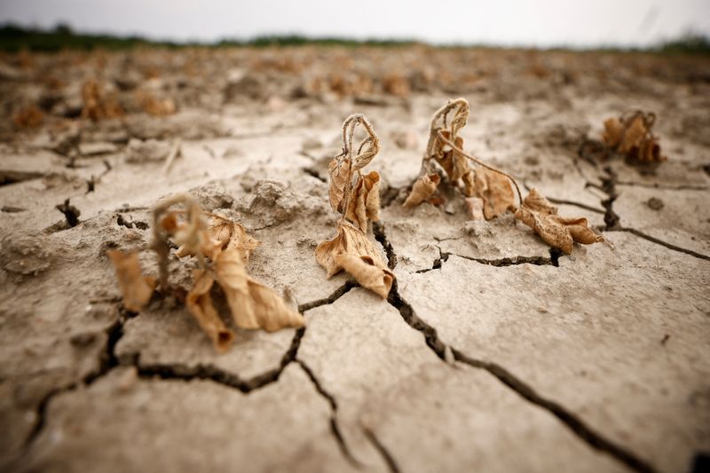 &copy; Reuters. イタリア政府は４日、干ばつに見舞われている北部のポー川流域で非常事態を宣言した。６月撮影（２０２２年　ロイター/Guglielmo Mangiapane）