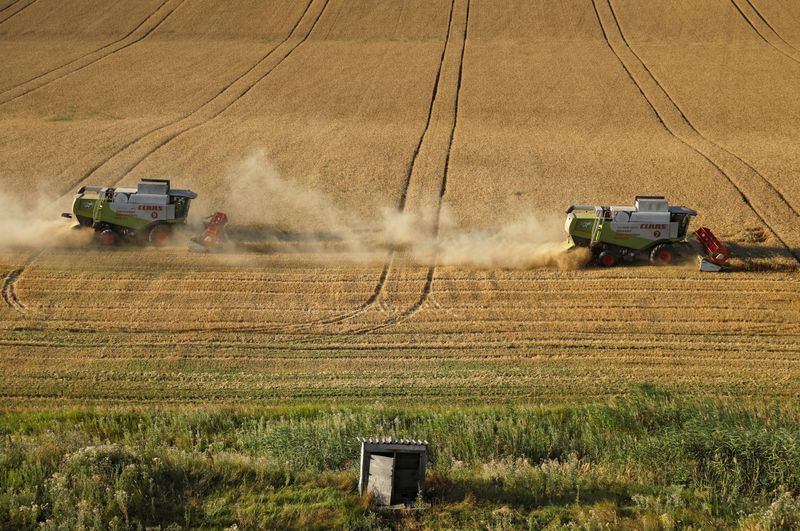 &copy; Reuters. جانب من عملية حصاد القمح في اقليم ستافروبول الروسي - صورة من أرشيف رويترز.