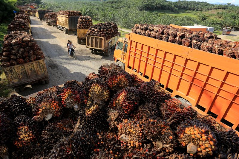 &copy; Reuters.     インドネシア貿易省は５日、大幅に積み上がっているパーム油在庫を減らすため、輸出枠を引き上げたと明らかにした。資料写真、提供：Antara Foto、５月撮影、アブラヤシの実（２０２２