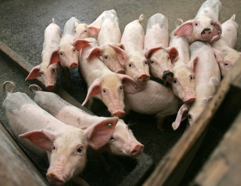 &copy; Reuters. Porcos em Jiaxing, a oeste da província Zhejiang, na China. 
16/09/2006  
REUTERS/Stringer (CHINA)