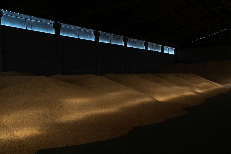 &copy; Reuters. FOTO DE ARCHIVO: Granos de maíz dentro de un almacén en una granja en el pueblo de Yerkivtski.