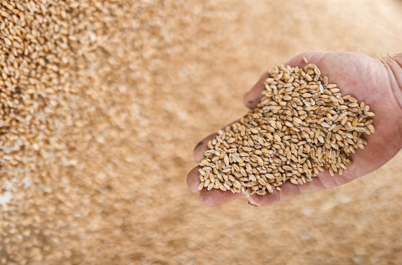 &copy; Reuters. Imagen de archivo de un agricultor francés mostrando granos de trigo en Vieillevigne, cerca de Nantes