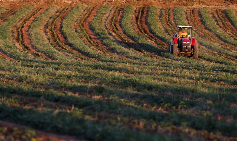 &copy; Reuters. Trator em plantação de café em Santo Antonio do Jardim, cinturão do café, Brasil. 
06/02/2014  
REUTERS/Paulo Whitaker