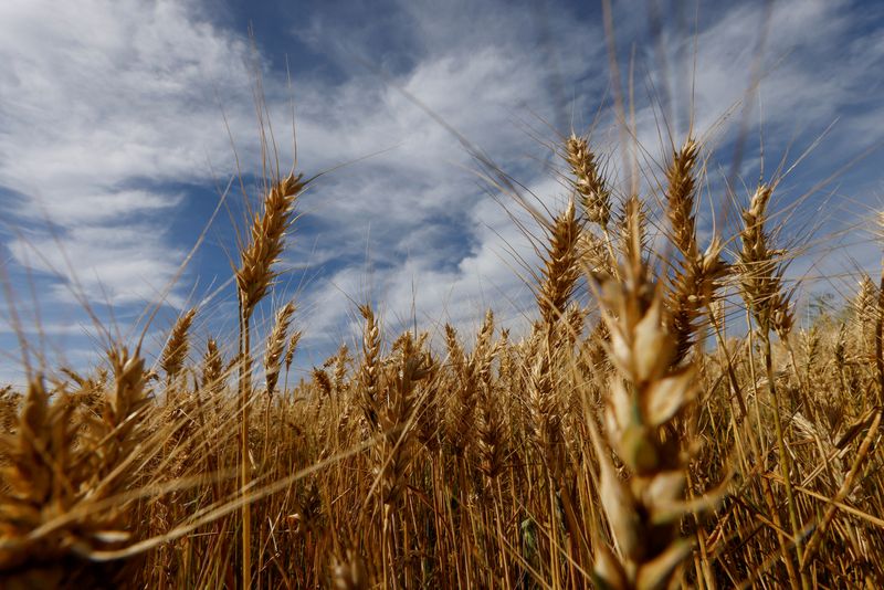 &copy; Reuters. Lavoura de trigo em Arapongas, Brasil
07/07/2022
REUTERS/Rodolfo Buhrer/File Photo