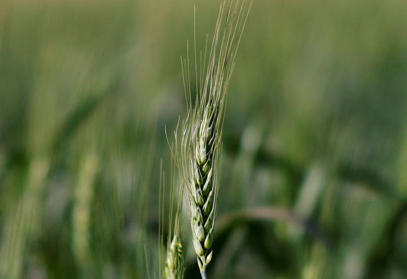 &copy; Reuters. Cultivo de trigo em desenvolvimento
07/07/2022
REUTERS/Rodolfo Buhrer