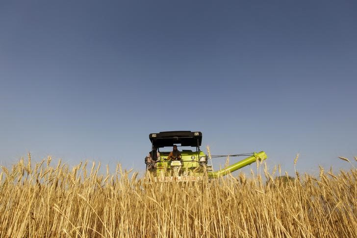 &copy; Reuters. 　国連食糧農業機関（ＦＡＯ）が８日発表した６月の食料価格指数は、３カ月連続で低下したものの、３月の過去最高水準付近にとどまった。写真はインド西部アーメダバードの小麦畑で２