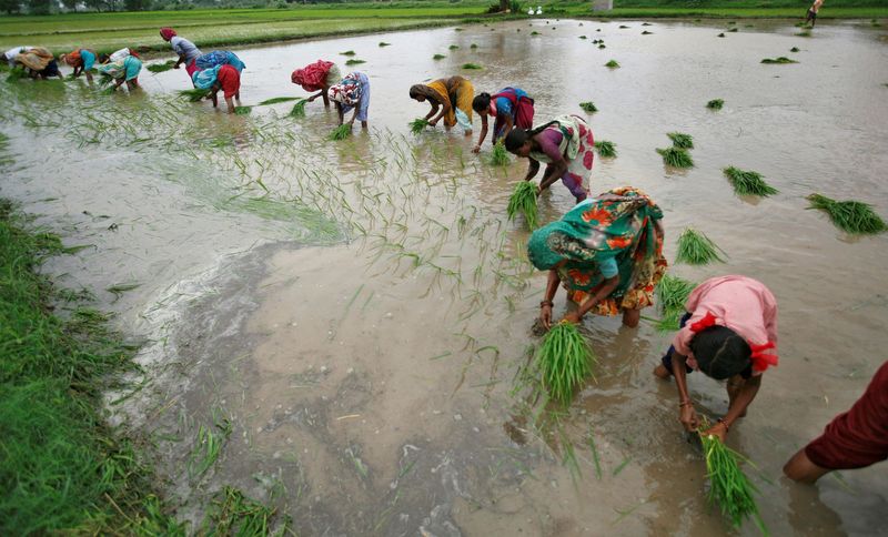 &copy; Reuters. Plantação de arroz em área alagada na Índia. REUTERS/Amit Dave/File Photo