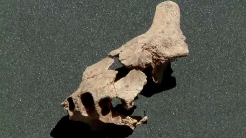 © Reuters. Un fósil de una antigua mandíbula es hallado en Burgos en esta foto obtenida por Reuters el 8 de julio del 2022. Atapuerca Foundation/Handout via REUTERS  