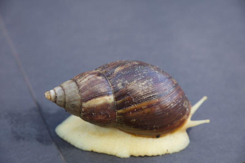 © Reuters. FILE PHOTO: Giant African land snail is seen in this handout picture taken in New Port Richey, Pasco County, Florida, U.S., June 29, 2022, obtained by Reuters on July 8, 2022. Shelby Howell/Florida Department of Agriculture and Consumer Services Division of Plant Industry/Handout via REUTERS