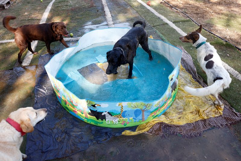 &copy; Reuters. Perros adoptados se refrescan en una piscina de plástico durante la segunda ola de calor del año en una asociación para la protección de animales (ARPA) en Ronda, sur de España. 10 de julio de 2022. REUTERS/Jon Nazca