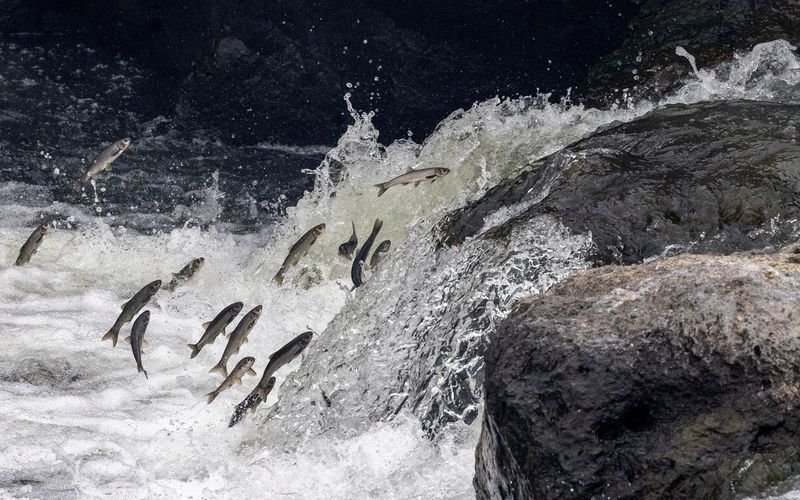 &copy; Reuters. FILE PHOTO: Pearl mullets, an endemic fish species, try to jump over a small waterfall as they swim upstream to lay their eggs in the fresh waters of Deli Cay River, rather than the highly carbonated waters of Lake Van, near the Turkish town of Ercis, in 