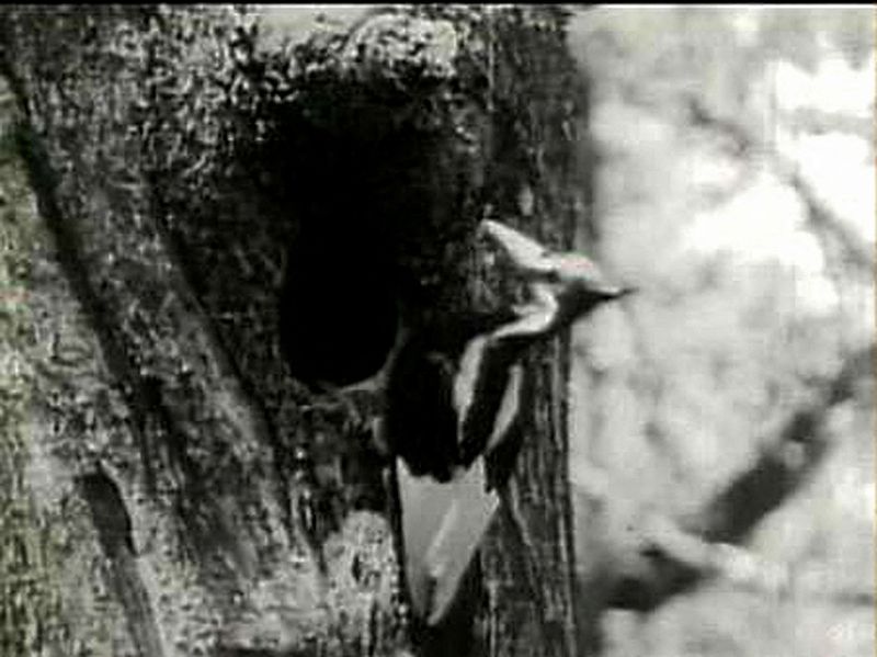 &copy; Reuters. The ivory-billed woodpecker, feared extinct for 60 years, was seen in a remote part of Arkansas, ornithologists said on April 28, 2005. REUTERS