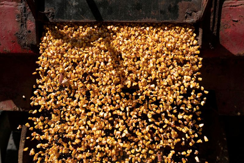&copy; Reuters. Milho no silo de uma fazenda dos Estados Unidos. REUTERS/Dane Rhys/File Photo