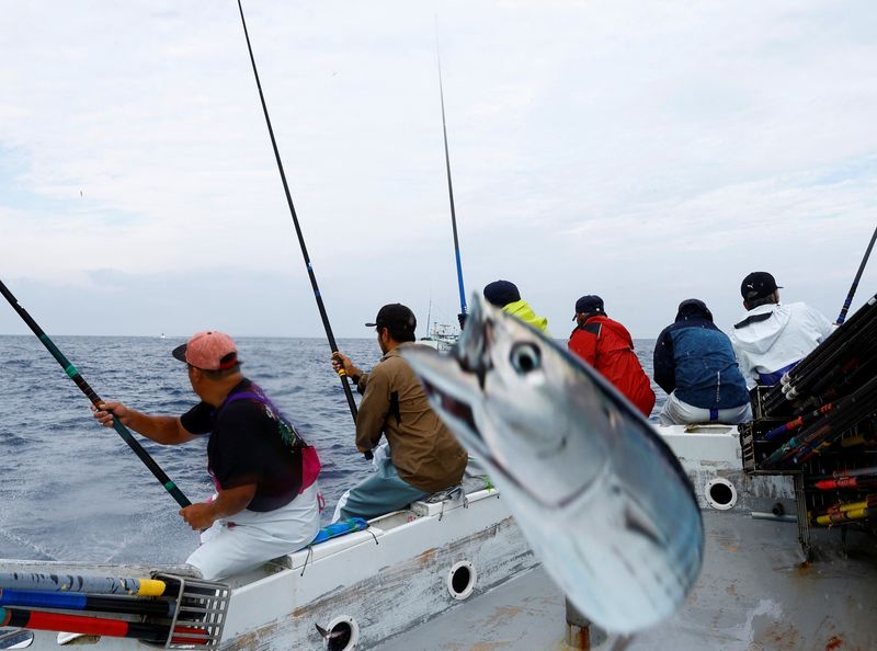 Fatty 'katsuo' fish may foreshadow climate change, threat to Japan's sushi