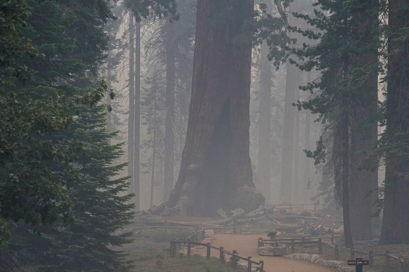 &copy; Reuters. The Grizzly Giant, a giant sequoia in Yosemite National Park's Mariposa Grove, is enshrouded in Washburn Fire smoke near Wawona, California, U.S. July 11, 2022.  REUTERS/Tracy Barbutes