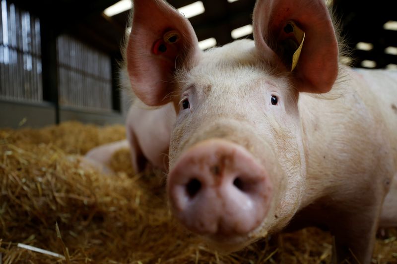 Two pig heart transplants succeed in brain-dead recipients