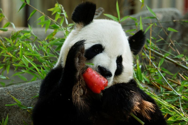 &copy; Reuters. Un oso panda come un helado de sandía en un palo de bambú durante la segunda ola de calor del año en el Zoo Aquarium de Madrid, España, 13 de julio de 2022. REUTERS/Susana Vera