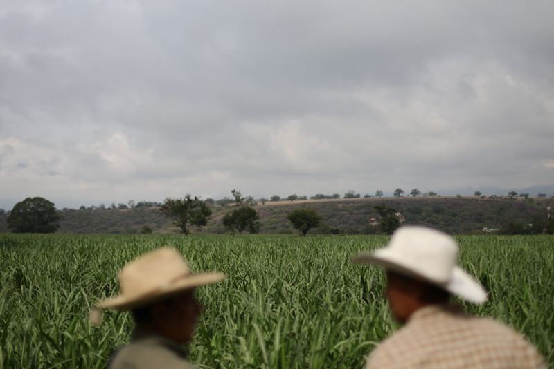 © Reuters. Plantação de cana-de-açúcar é retratado em Zacatepec de Hidalgo, México
31/05/2017
REUTERS/Edgard Garrido