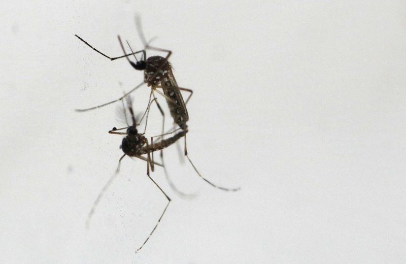 Vietnam tells hospitals to prepare as dengue fever cases surge