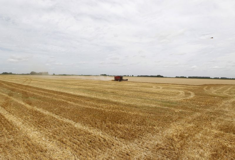 Clima seco reduce pronóstico de cosecha de trigo en Argentina