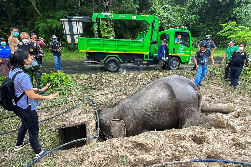&copy; Reuters. أطباء بيطريون ومنقذون في عملية إنقاذ لأنثى فيل ورضيعها سقطا في حفرة في تايلاند يوم الاربعاء. تصوير:تانروماتشون - رويترز. 