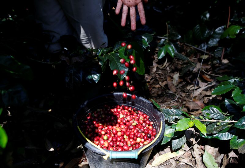 &copy; Reuters. Colheita de café arábica. REUTERS/Darren Whiteside