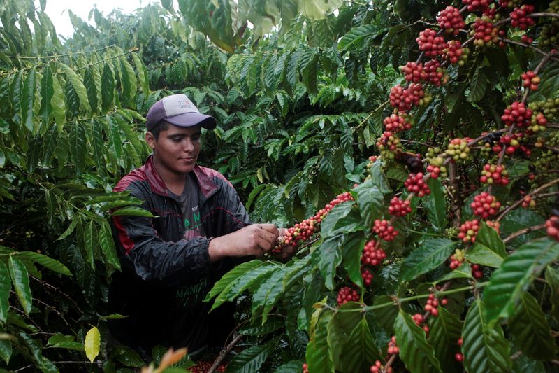 © Reuters. Trabalhador em lavoura de café robusta
29/12/2017
REUTERS/Oswaldo Rivas