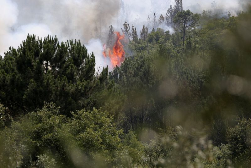 &copy; Reuters. حريق في أحد غابات ليريا بالبرتغال يوم الخميس. تصوير: رودريجو انتونيس - رويترز. 