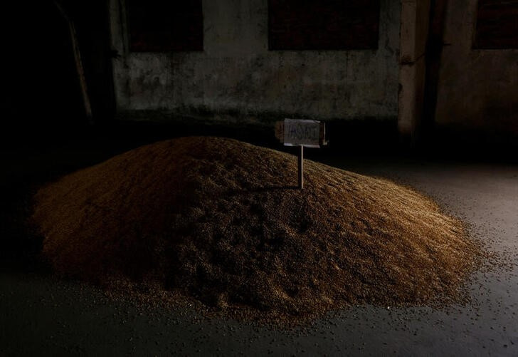 &copy; Reuters. IMAGEN DE ARCHIVO: Granos de trigo en un almacén en Bashtanka, región de Nicolaiev, mientras continúan los ataques de Rusia contra Ucrania, Ucrania