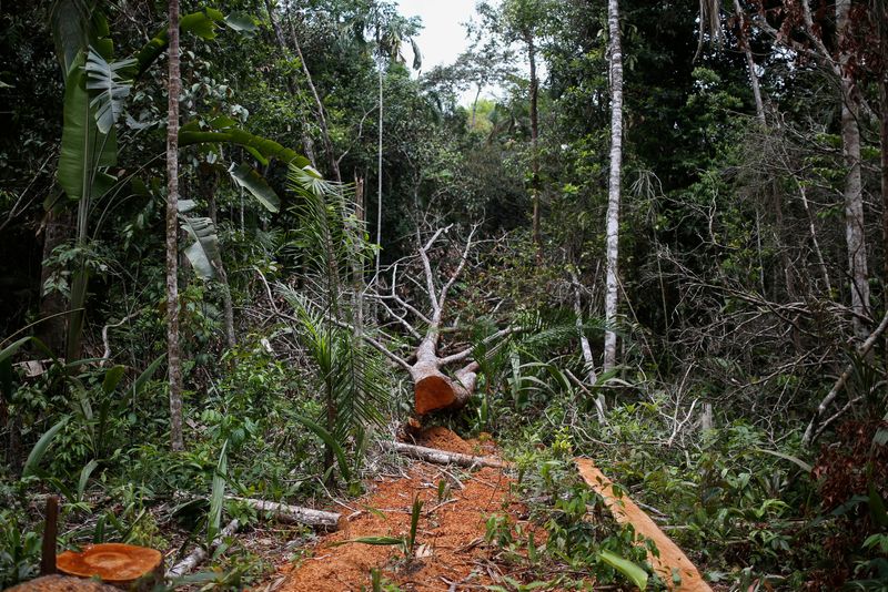 © Reuters. FOTO DE ARCHIVO. Un arbol caido es visto en el medio de un área deforestada en Caqueta 3 de marzo del 2021. REUTERS/Luisa Gonzalez