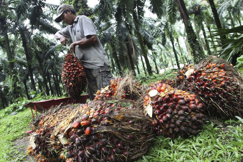 &copy; Reuters. 　インドネシア財務省当局者は１６日、全てのパーム油製品について、輸出税を８月３１日まで撤廃したと明らかにした。写真はパームヤシ果実。２０１２年１１月インドネシア・ランガッ